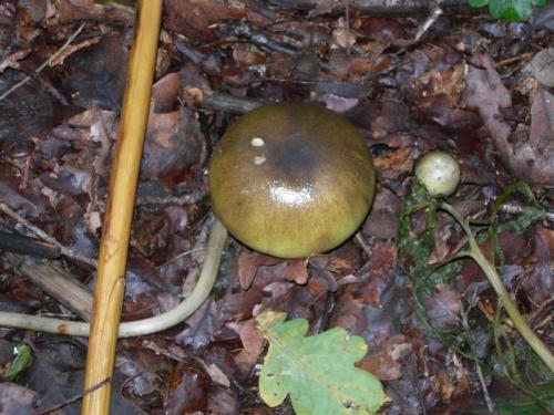 WOO6                                                                                  amfaloides4