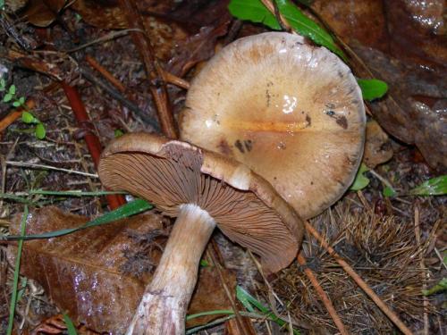 WOO61                                                                   cortinarius1