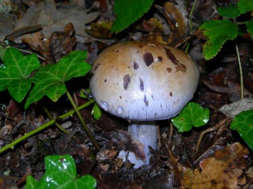 WOO62                                                                       cortinarius2