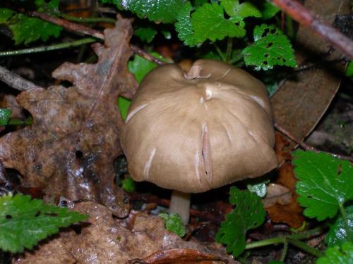 WOO63                                                                                     entolomanidorosum