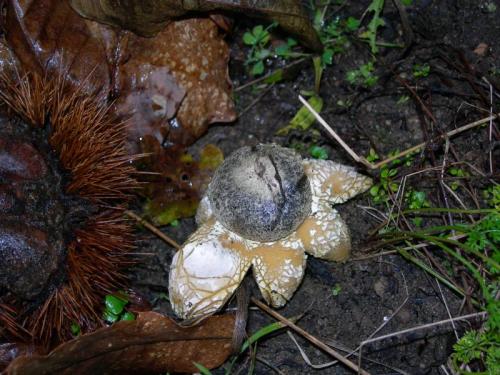 WOO64                                                                                               estrela