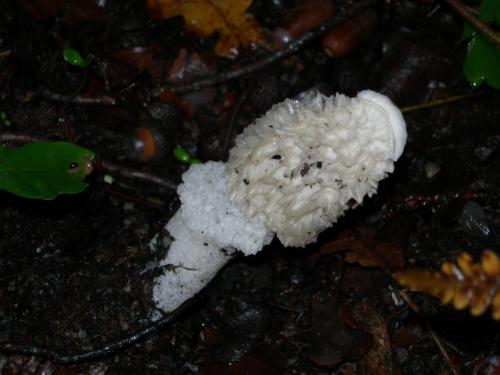 WOO65                                                                          falusimpudic1