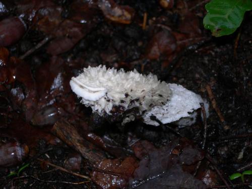 WOO67                                                                              falusimpudic2