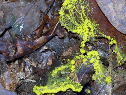 WOO69                                                                            fungoamarelo1