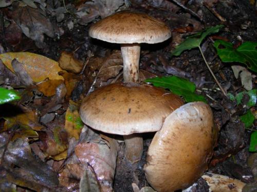 WOO6O                                                                                 cortinarius