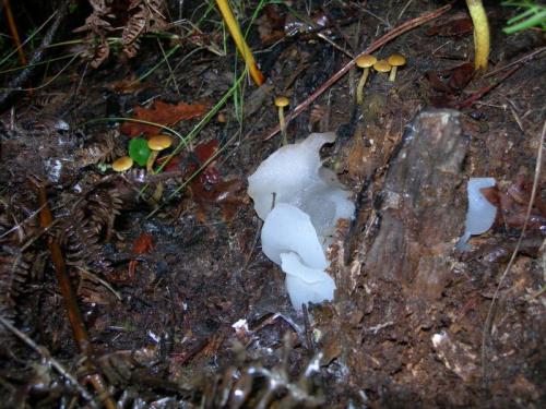 WOO71                                                                                  hidnumgelatin1