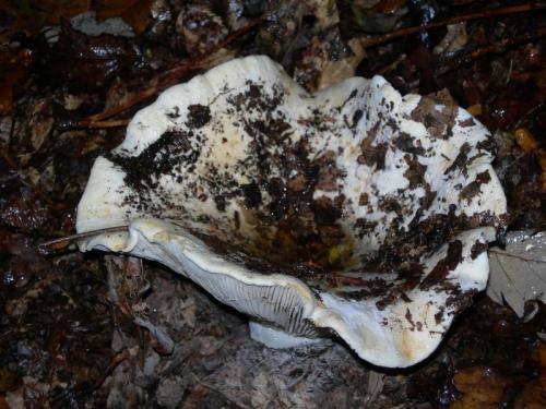 WOO73                                                                                        lavellereus1