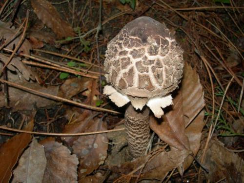 WOO76                                                                                       lepiota3