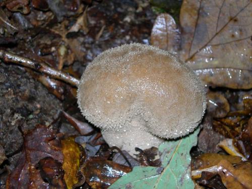 WOO77                                                                                     licoperdomumbrinum