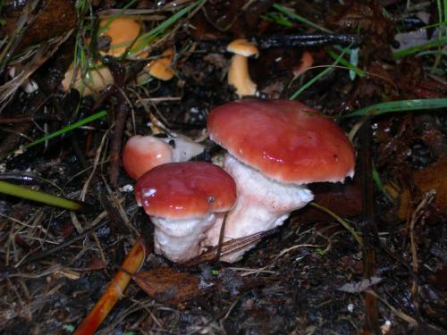 WOO7O                                                                                   gomphidius1