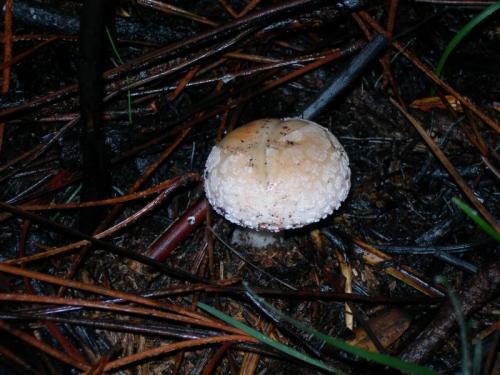 WOO8                                                                                 amrubescens1