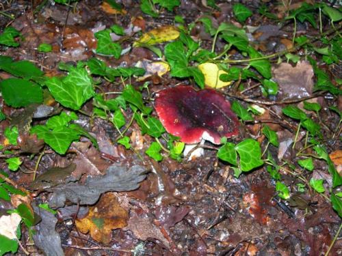 WOO8O                                                                        russula1