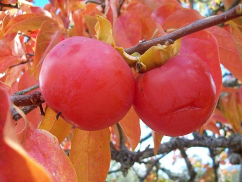 WOOOO3O5                                                         100_0552