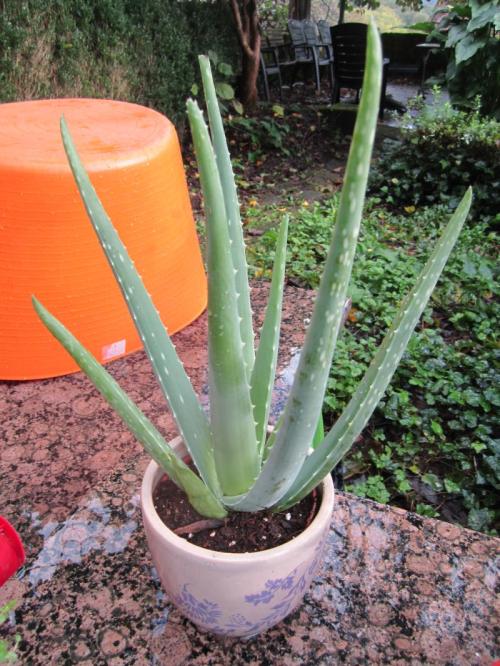 aloe vera IMG_2666