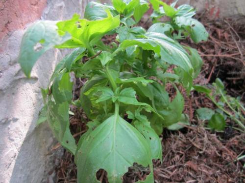 MANXERICON EEEEEEEEEEEEEEEEEEEE IMG_2396