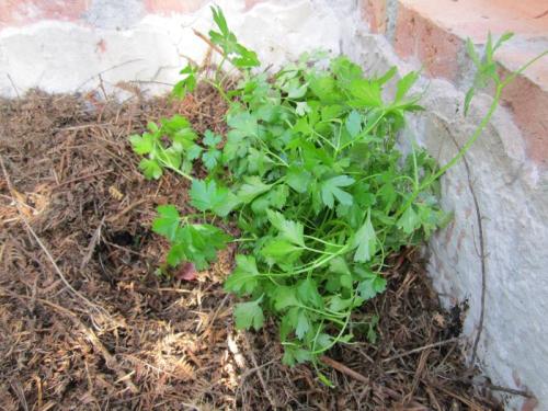 SALSA RRRRRRRRRRRRRRRRRRRRRR IMG_2391