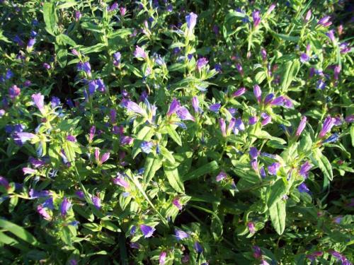 TOOOO723                                           100_0135