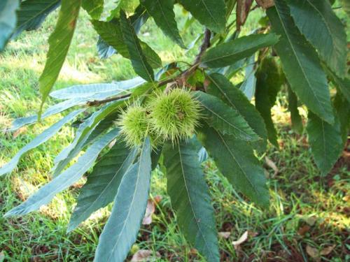 TOOOO726                                              100_0147