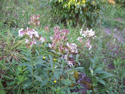 TOOOO732                                              100_0172