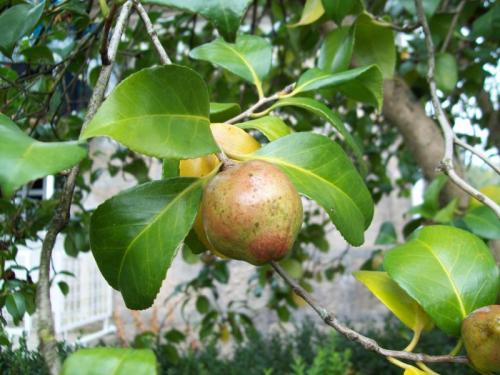 TOOOO738                                       100_0208