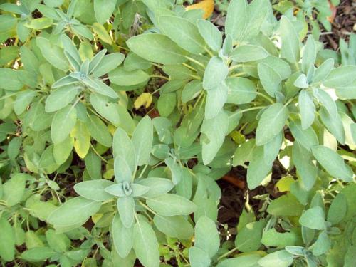 TOOOO739                                         100_0255