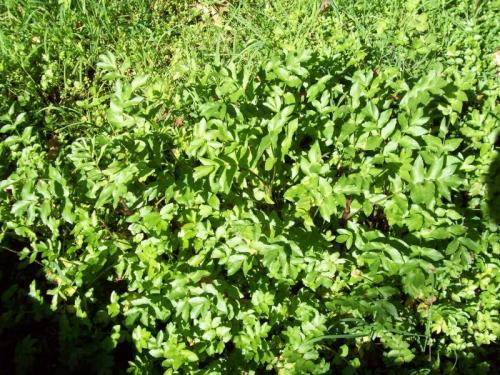 TOOOO743                                   100_0281