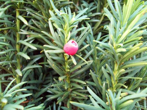 TOOOO7OO                                              100_0085