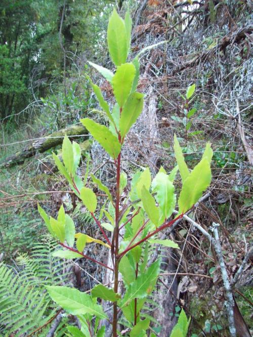 TOOOO810                                                              100_0434