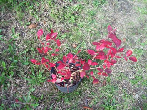 TOOOO844                                                   100_0666