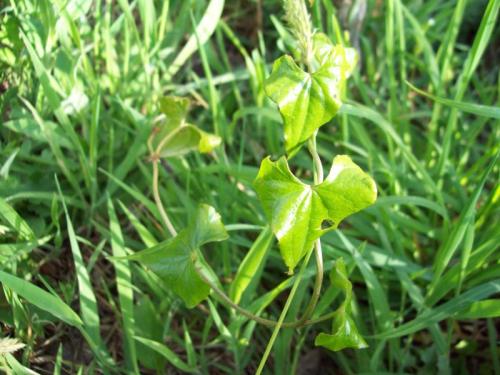 TOOOOO68                                                100_1042