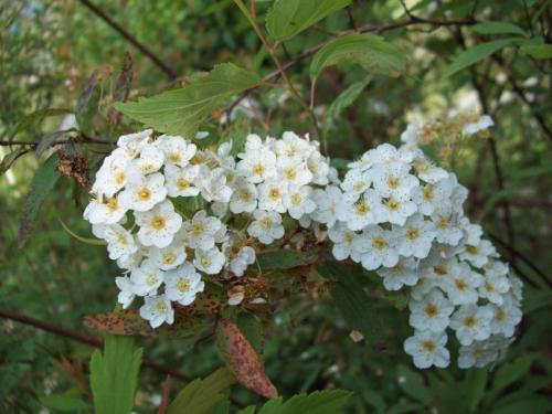 TOOOOO78                                       100_1058