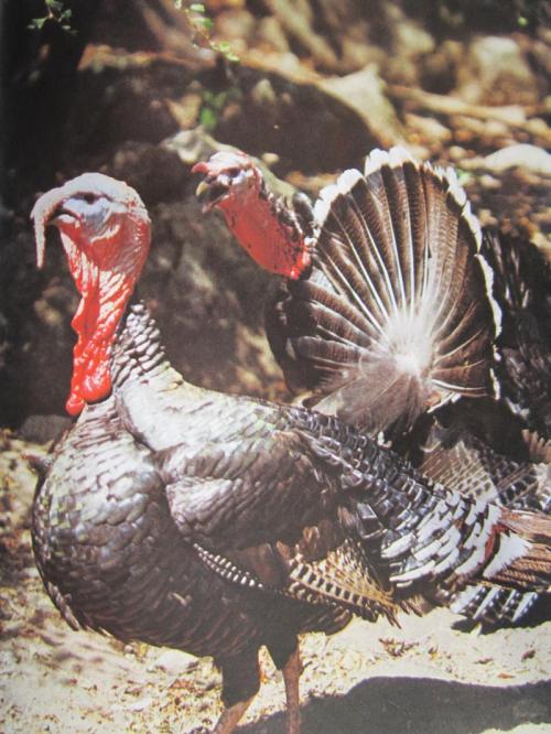 ooooooooooooo535 IMG_4135