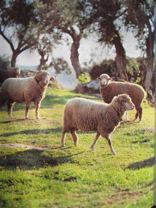 ooooooooooooo536 IMG_4136