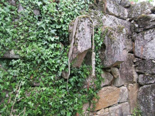 colegas cobraIMG_1740