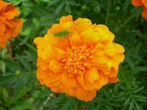 WOO2OO saltonenclavelon