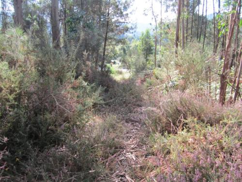 SORREIRA CINCO IMG_1944